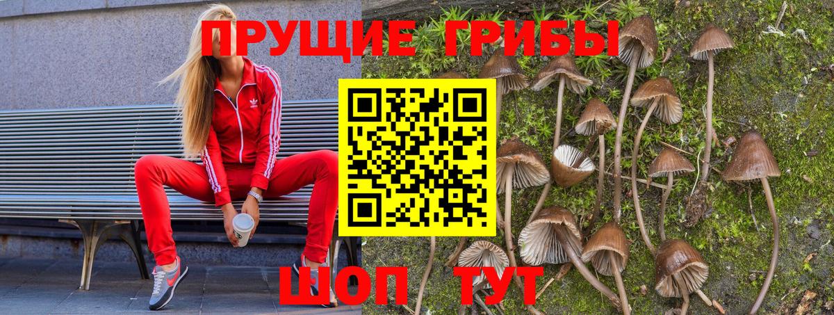 Галлюциногенные грибы прущие грибы  Вход с VPN  Кинель 